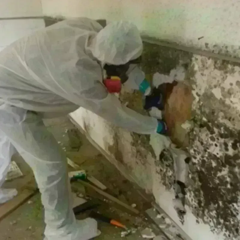 Mold Remediation and Removal in Mountainaire, AZ